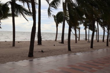 Sahilde palmiye ağaçları