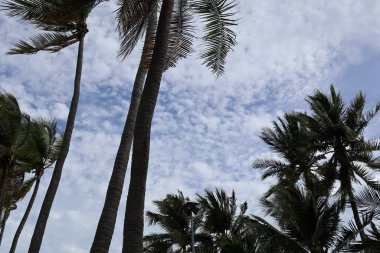 Şehirde palmiye ağaçları