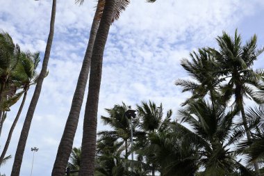 Sahilde palmiye ağacı