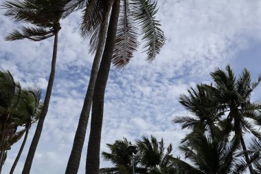 Şehirde palmiye ağaçları