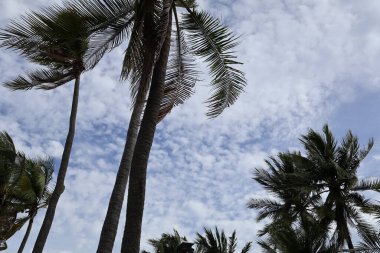 Sahilde palmiye yaprakları