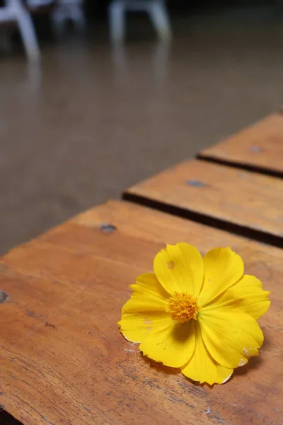 Bahçedeki sarı çiçek