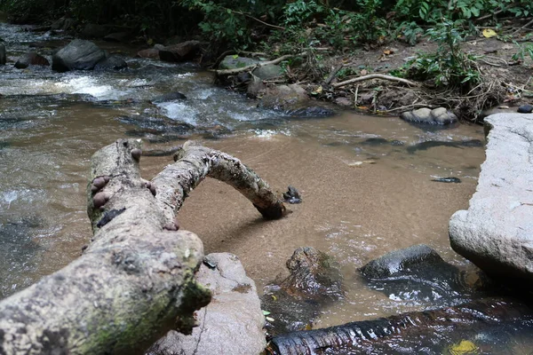 Taşlı, taşlı, ağaçlı, ormanlı bir nehir.