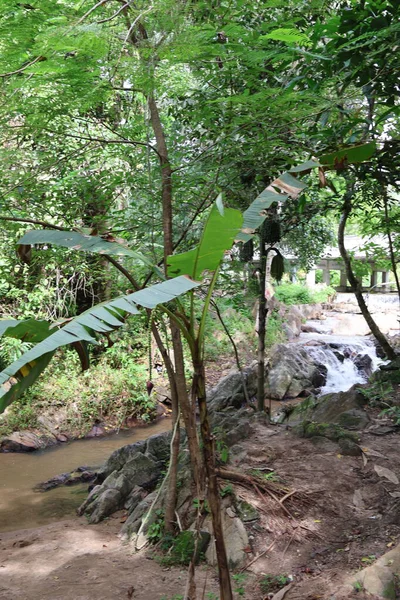 Ormanda güzel bir şelale