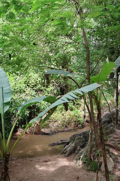 Palmiye yapraklı güzel tropikal orman