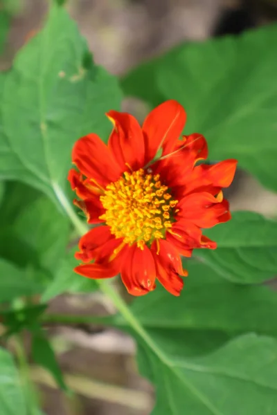 Açık büyüyen renk çiçekler yakın