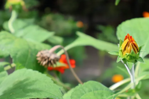 Bahçedeki güzel çiçekler