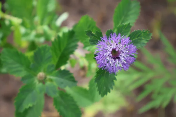 Yazın büyüyen güzel çiçeklere yakın.