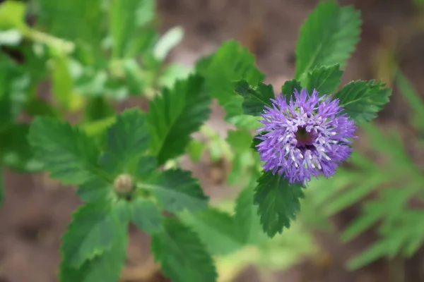 Bahçedeki güzel çiçekler