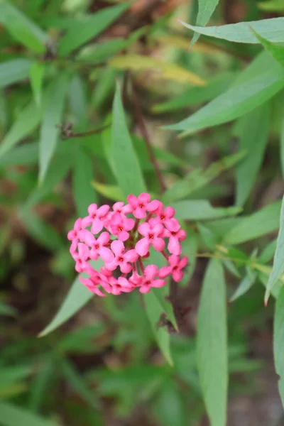 Güzel botanik fotoğrafı, doğal duvar kağıdı.