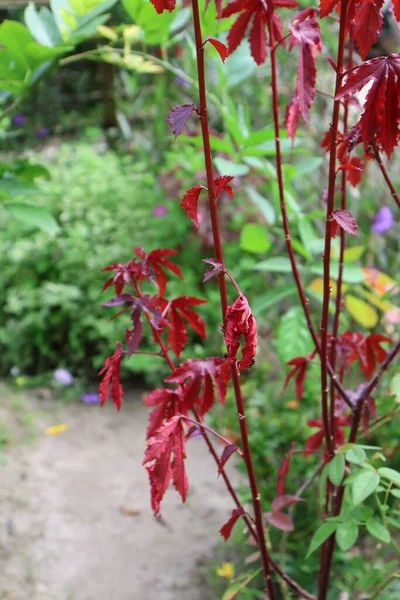 Bahçedeki kırmızı çiçek