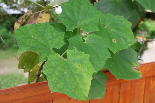 Kapalı - bahçedeki sarmaşık yapraklarının manzarası