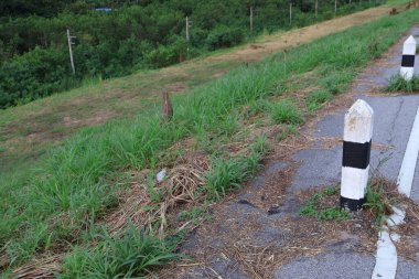 Yeşil çimenli asfalt yol