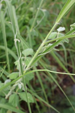 Güzel botanik fotoğrafı, doğal duvar kağıdı.