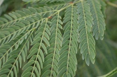 Yeşil yaprakları kapat