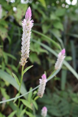 Bahçedeki güzel çiçekler