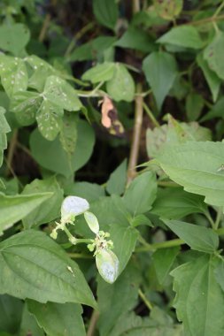Doğadaki ağacın yeşil yaprakları.