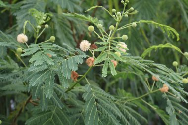 gündüz açık havada yeşil bitkilerin yakın