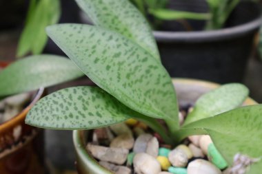 Güzel botanik fotoğrafı, doğal duvar kağıdı.