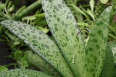 Çiy damlalı yeşil bitki