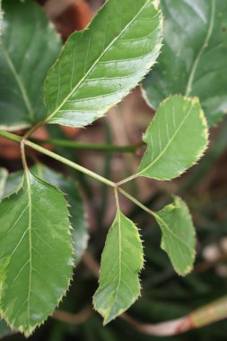 Yeşil yaprakları kapat