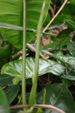 Bahçede yeşil yaprak