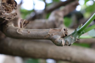 Ağaçtaki yeşil yapraklar