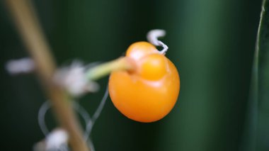 bir bitkiye asılmış portakallı domates