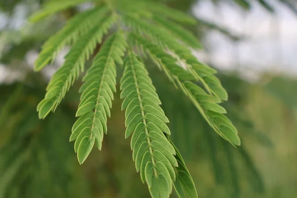 Bahçedeki palmiye yaprakları, boşluğu kopyala