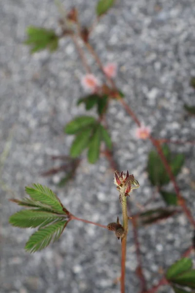Güzel botanik fotoğrafı, doğal duvar kağıdı.