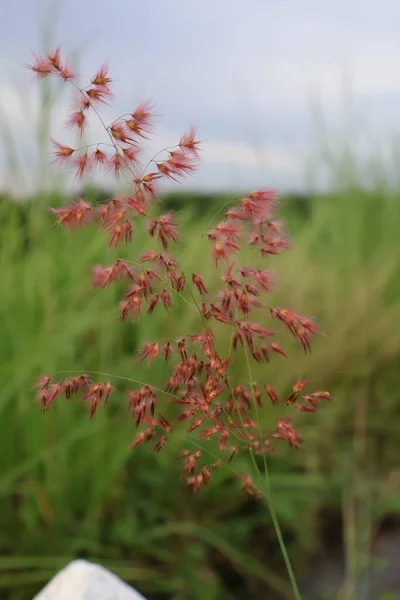 Bahçede kırmızı gelincik çiçeği