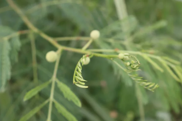 Açık havada yetişen yeşil yapraklar, doğa konsepti.