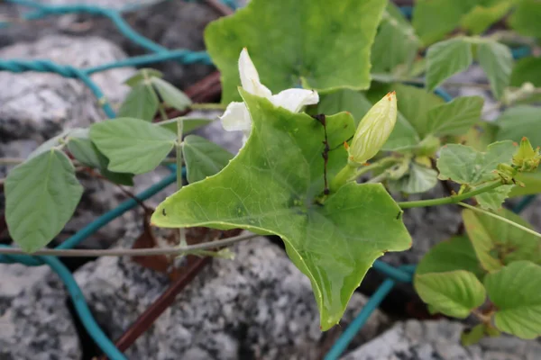 Bahçedeki beyaz çiçekler.