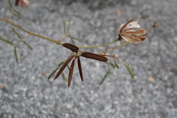 Güzel botanik fotoğrafı, doğal duvar kağıdı.