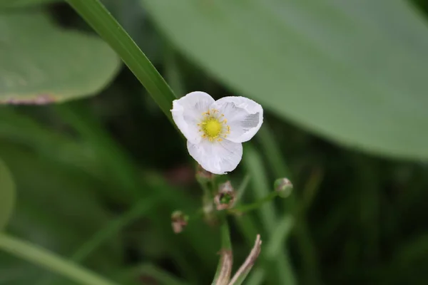 Güzel botanik fotoğrafı, doğal duvar kağıdı.