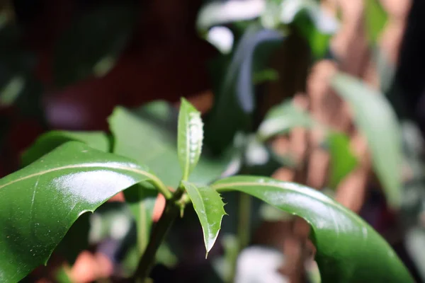 Bahçede yeşil yapraklar