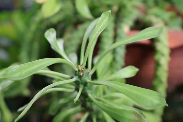 Güzel botanik fotoğrafı, doğal duvar kağıdı.