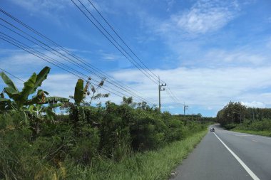 palmiye ağaçları ve mavi gökyüzü ile yol