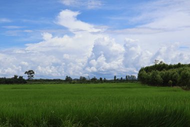 Arkaplanda yeşil pirinç tarlası ve mavi bulutlar