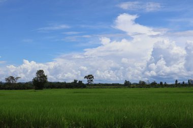 Güzel bir manzara Ağacı ve mavi gökyüzü