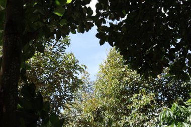 Ağaç dalları, doğa bitki örtüsü.