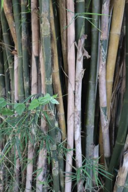 Bambu doğada