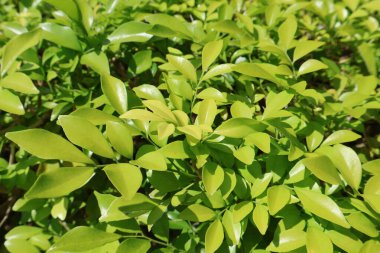 Bahçedeki tropik bitkilerin yeşil yaprakları