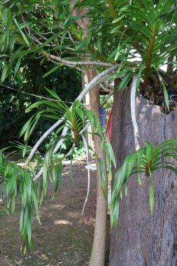 Bahçedeki palmiye ağacı