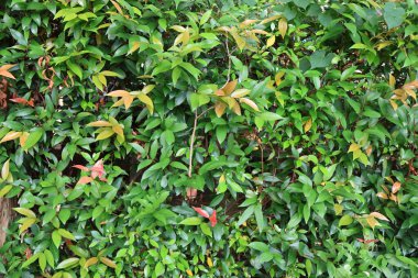 Güzel botanik fotoğrafı, doğal duvar kağıdı.