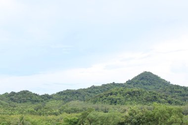 Yeşil çimenleri ve mavi gökyüzü olan güzel tropikal orman.