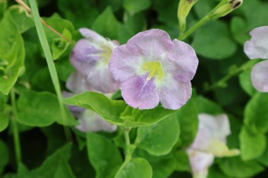 doğanın güzel çiçekler