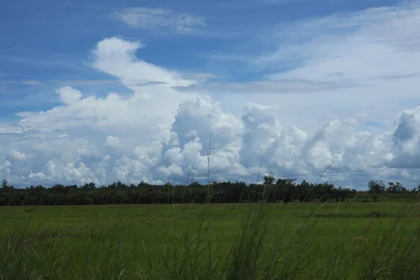 Güzel bir manzara Ağacı ve mavi gökyüzü