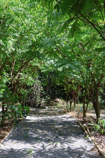 Bahçedeki yeşil ağaçlar