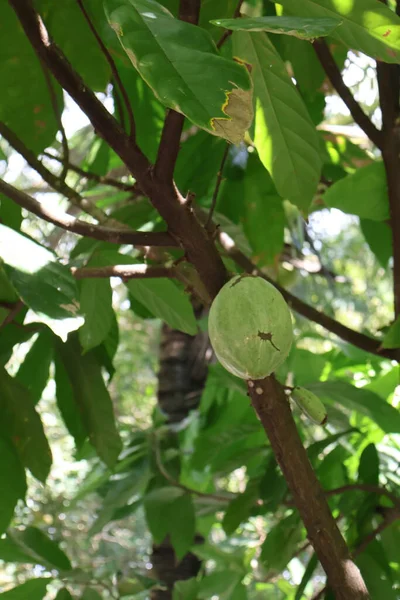 Bahçede yeşil yaprak